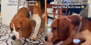 Rescue Dog Freed From Cage Learns Joy of Playing With a Ball for First Time
