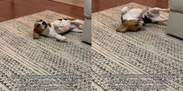 Dog Isn’t Ready To Leave Thunderstorm & Lets Everyone Know