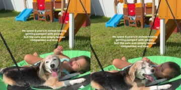 Rescue Dog Spent Years Without Comfort Learns What Love Feels Like With Little Girl