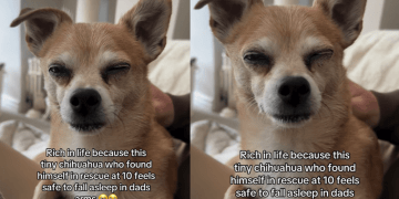 Senior Dog Found in Rescue at 10 Now Feels Safe To Fall Asleep in Dad Arms