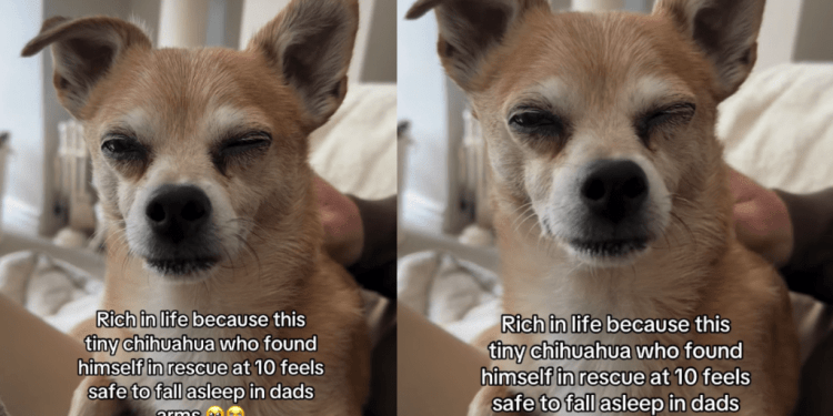 Senior Dog Found in Rescue at 10 Now Feels Safe To Fall Asleep in Dad Arms