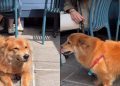 Dog Starts Wagging Tail in Joy After Owner Calls Her Pretty
