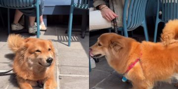 Dog Starts Wagging Tail in Joy After Owner Calls Her Pretty