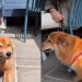 Dog Starts Wagging Tail in Joy After Owner Calls Her Pretty