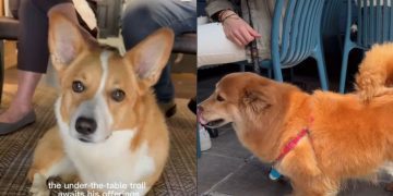 Corgi Waits Under Table for Owner’s Food ‘Offerings’