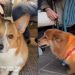 Corgi Waits Under Table for Owner’s Food ‘Offerings’