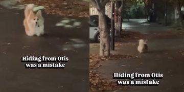 Corgi Gets Even After Owner Tries To Hide From Him