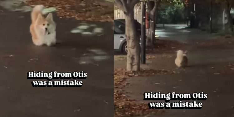 Corgi Gets Even After Owner Tries To Hide From Him