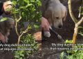 Dog Loves To ‘Supervise’ Owner in Different Tasks