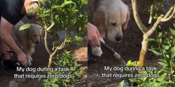 Dog Loves To ‘Supervise’ Owner in Different Tasks