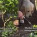 Dog Loves To ‘Supervise’ Owner in Different Tasks