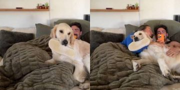 Golden Retriever Won’t Let Owners Hang Out by Themselves