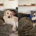 Golden Retriever Won’t Let Owners Hang Out by Themselves