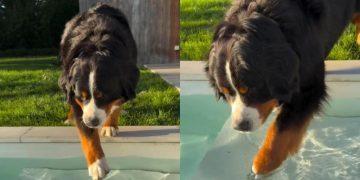 Dog Deeply Suspicious of Pool Water Slowly Gets in One Step at a Time