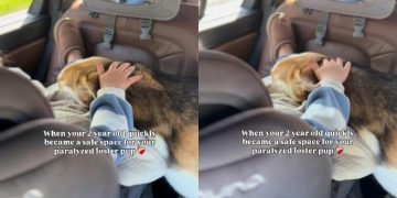 ‘Paralyzed’ Rescue Dog Finally Feels Safe in Little Girl’s Arms as a Foster