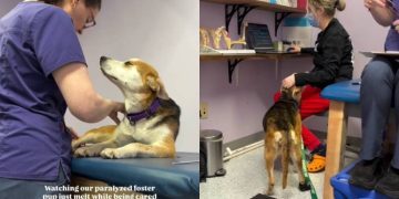 Paralyzed Foster Dog Melts Being Cared for in Rehab, Shows She’s Not Giving Up