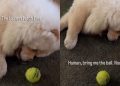 Chow Chow Has Found a Way To Play ‘Laziest Fetch’
