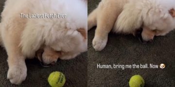 Chow Chow Has Found a Way To Play ‘Laziest Fetch’