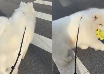 Dog Carries His ‘Emotional Support’ Toy While Guarding Owner on Walk