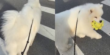 Dog Carries His ‘Emotional Support’ Toy While Guarding Owner on Walk