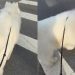 Dog Carries His ‘Emotional Support’ Toy While Guarding Owner on Walk