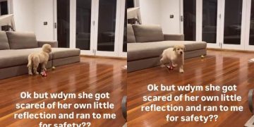 Golden Retriever Knows Mom Will Keep Her Safe, Runs to Her When Scared