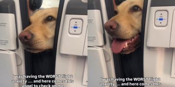 Dog Offers Hand to ‘Anxious’ Passenger on Flight Like He Knew She Needed It