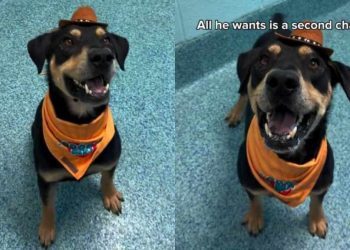 Shelter Dog’s Adoption Meeting Fails When Nobody Comes but He Still Keeps Smiling