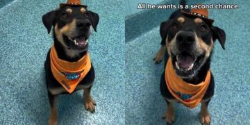 Shelter Dog’s Adoption Meeting Fails When Nobody Comes but He Still Keeps Smiling