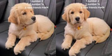 Owner Reveals Golden Retriever Pup’s Cute & Funny Walk Stats