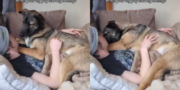 Rescue Dog With Big Feelings Turns Into a Baby, Needs Cuddles From Dad