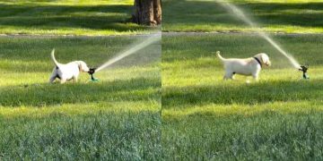 Labrador Puppy Experiences Sprinkler for First Time