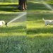 Labrador Puppy Experiences Sprinkler for First Time