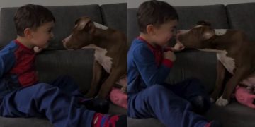 Dog Doesn’t Need Words, Only Kisses To Show How Much He Loves Little Boy