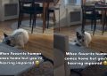 Deaf Rescue Dog Doesn’t Hear Dad Come Home, but Wiggles After Seeing Him
