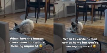 Deaf Rescue Dog Doesn’t Hear Dad Come Home, but Wiggles After Seeing Him