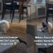 Deaf Rescue Dog Doesn’t Hear Dad Come Home, but Wiggles After Seeing Him