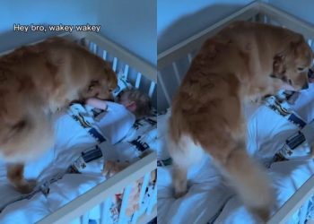 Mom & Dad Appoint Golden Retriever To Wake up Toddler From Nap