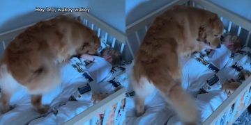 Mom & Dad Appoint Golden Retriever To Wake up Toddler From Nap