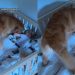 Mom & Dad Appoint Golden Retriever To Wake up Toddler From Nap