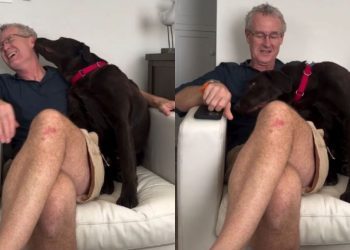 Dog Gets Jealous When Dad Talks to Little Brother & His Reaction Says It All