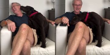 Dog Gets Jealous When Dad Talks to Little Brother & His Reaction Says It All