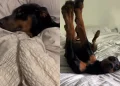 This Dog Has Far Too Luxurious a Lifestyle To Survive the Wild