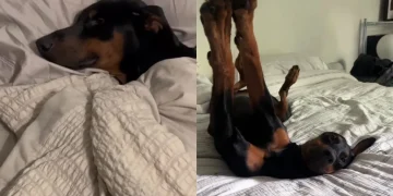 This Dog Has Far Too Luxurious a Lifestyle To Survive the Wild