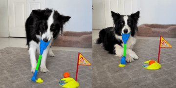 Dog Aces a Game of Mini Golf at Home