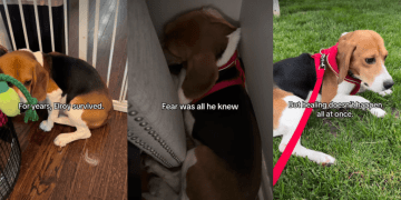 Rescue Dog Who Only Knew How To Survive in Fear Finally Learns To Live