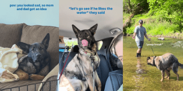 Rescue Dog Looks Sad, So Mom & Dad Decide To Give Him the Best Day Ever