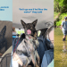 Rescue Dog Looks Sad, So Mom & Dad Decide To Give Him the Best Day Ever