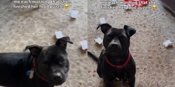 Foster Dog Proudly Shows off Her Finished Food Puzzle