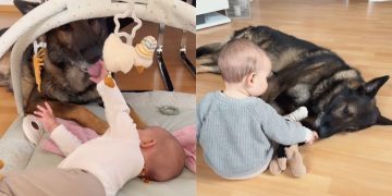 Big Dog Meets Little Baby & a Fairytale Journey Begins as They Grow Up